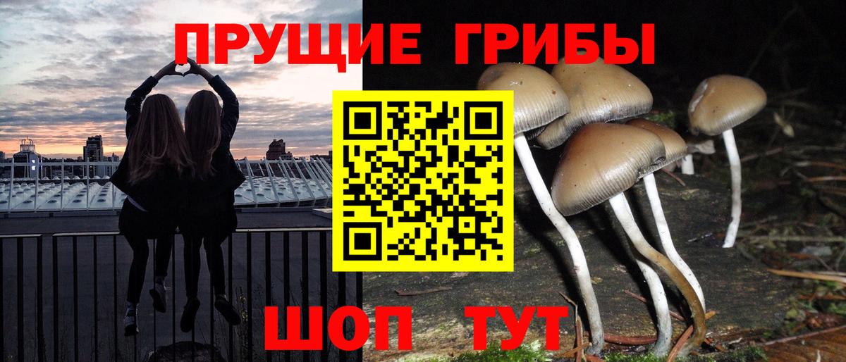 Галлюциногенные грибы Psilocybe Ивантеевка